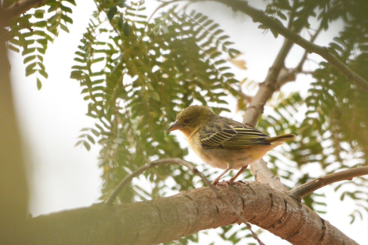 Speke's Weaver - ML638289787
