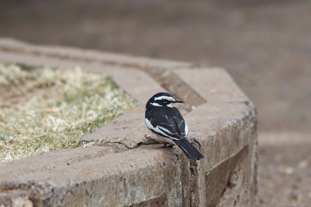 African Pied Wagtail - ML638289788