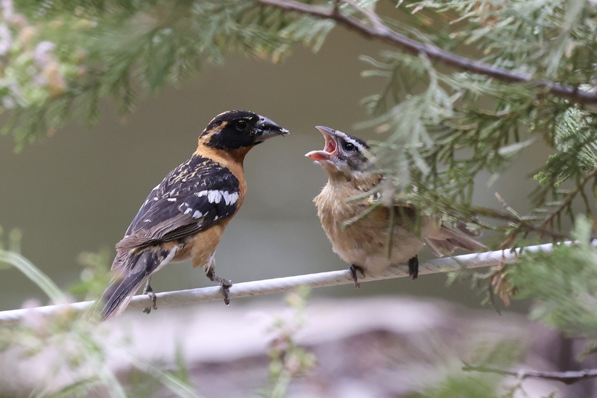 Black-headed Grosbeak - ML638289797