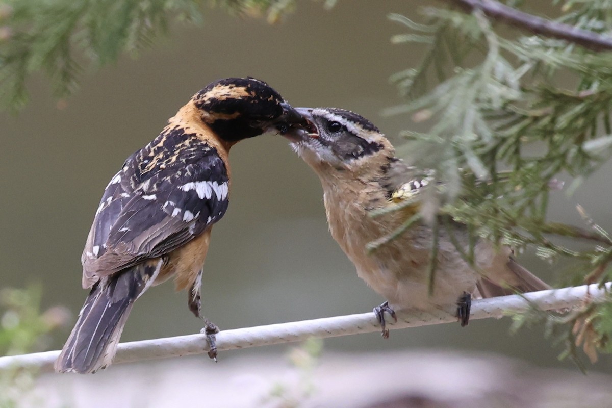 Black-headed Grosbeak - ML638289798