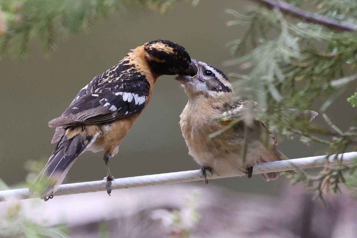 Black-headed Grosbeak - ML638289799