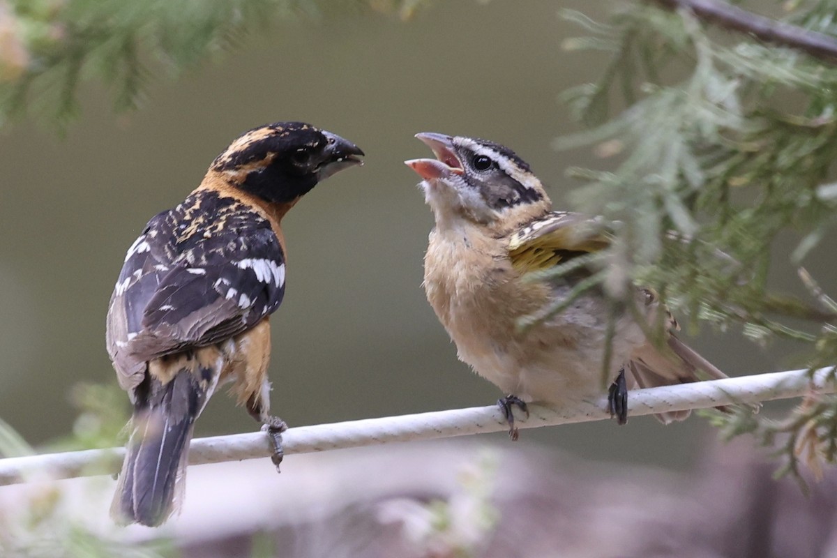 Black-headed Grosbeak - ML638289800