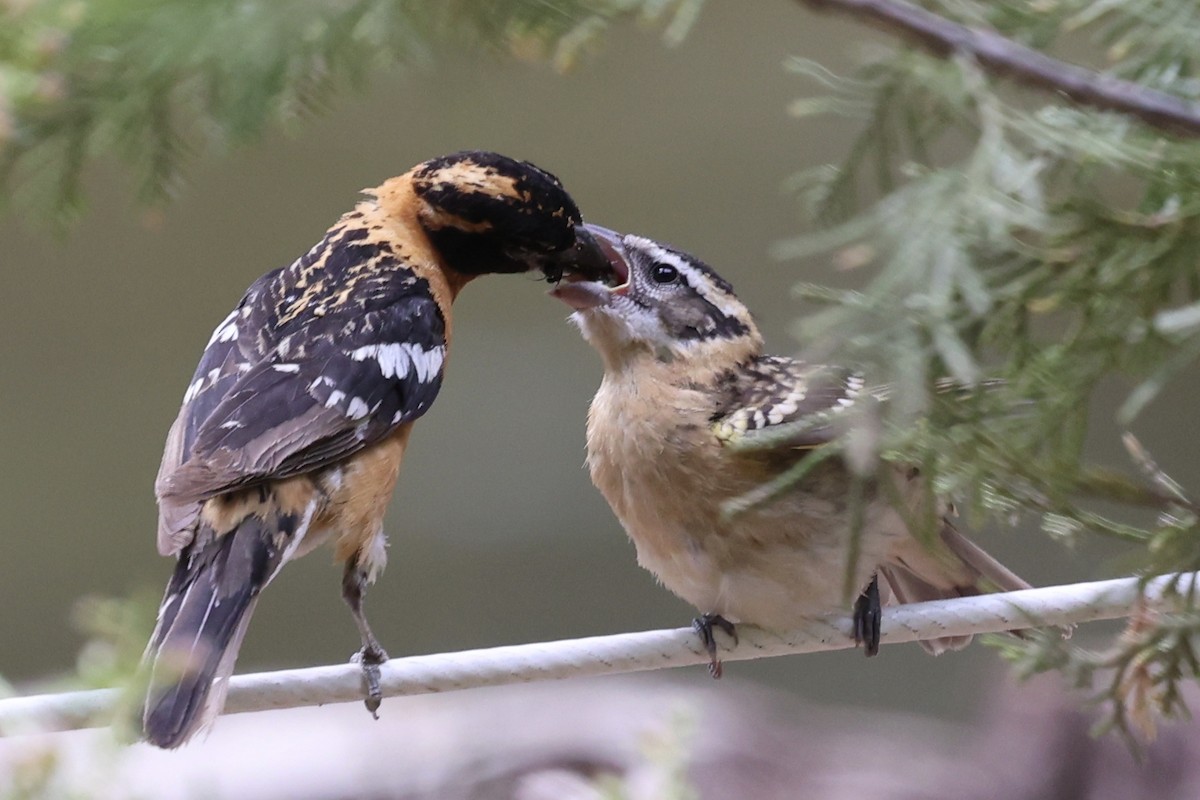 Black-headed Grosbeak - ML638289801
