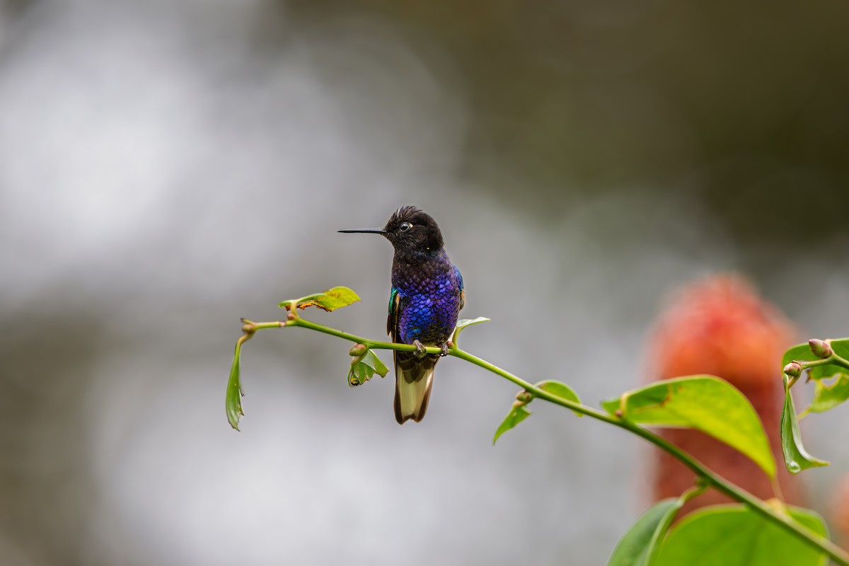 Velvet-purple Coronet - ML638289803