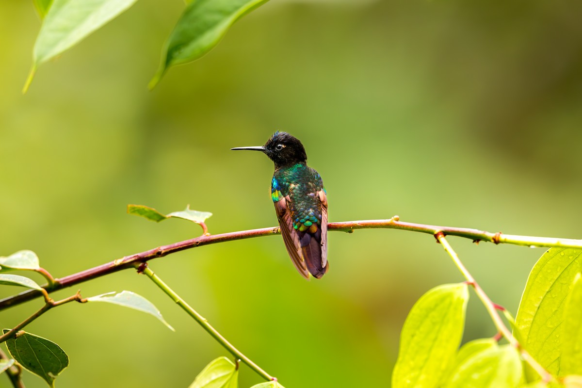 Velvet-purple Coronet - ML638289817