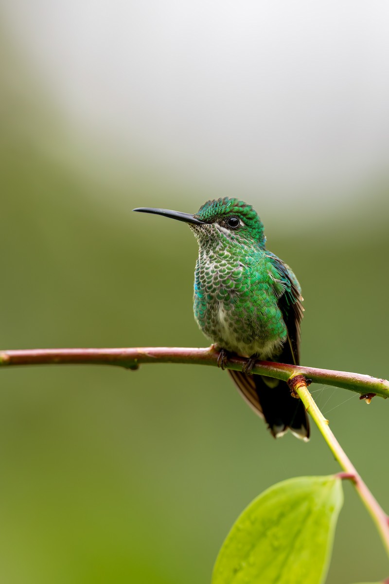 Green-crowned Brilliant - ML638289818