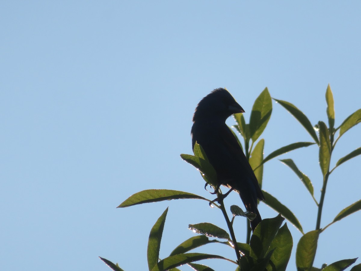 Blue Grosbeak - ML638289822