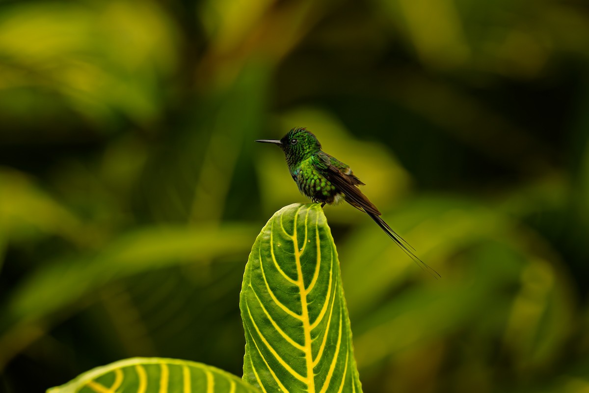 Green Thorntail - ML638289827