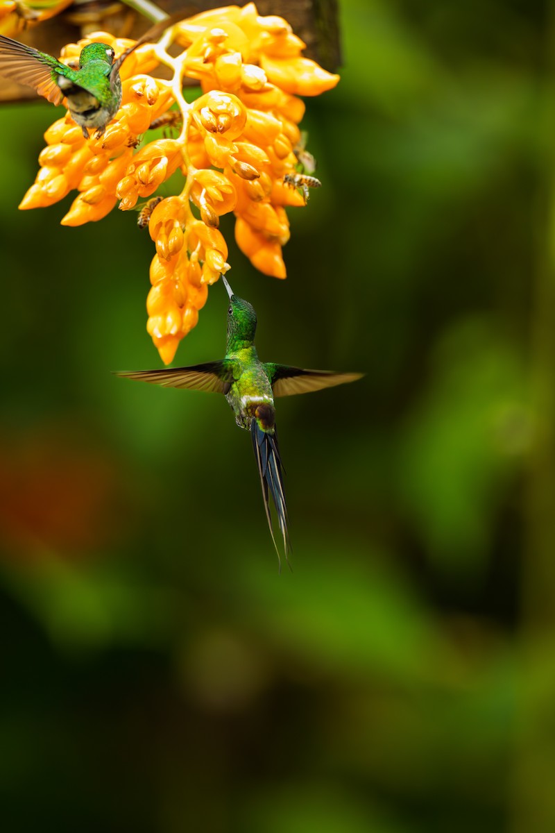 Green Thorntail - ML638289830