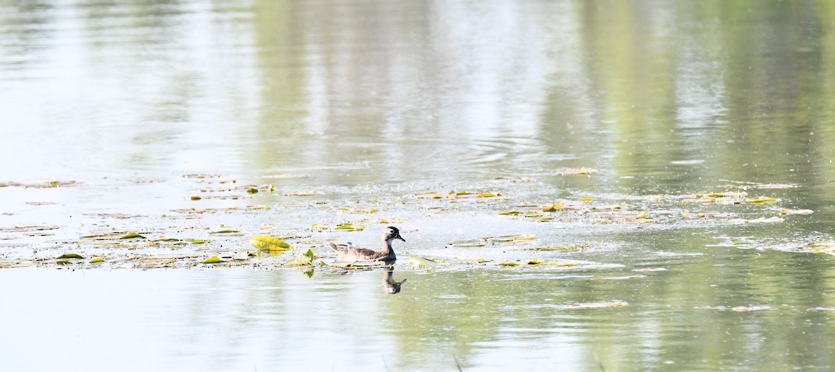Canard branchu - ML638289841