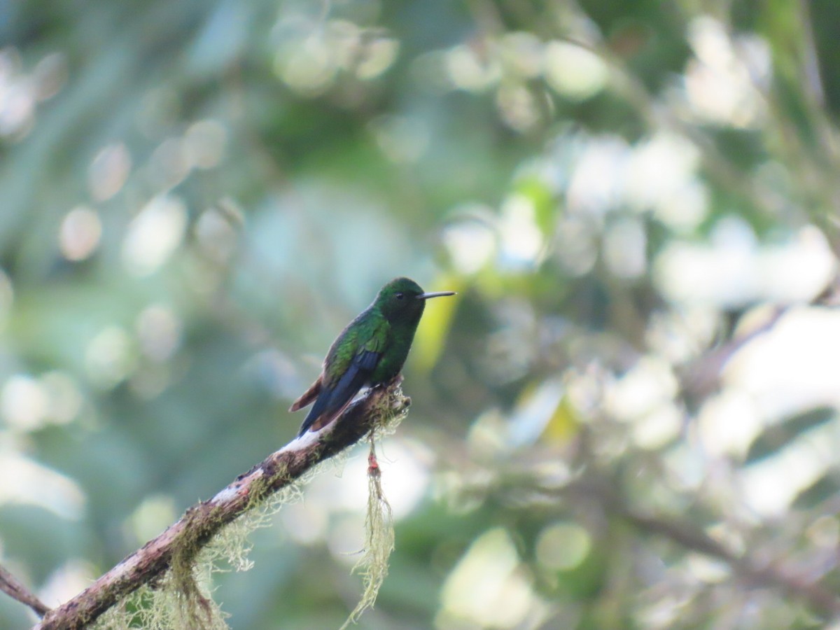 Steely-vented Hummingbird - ML638289843
