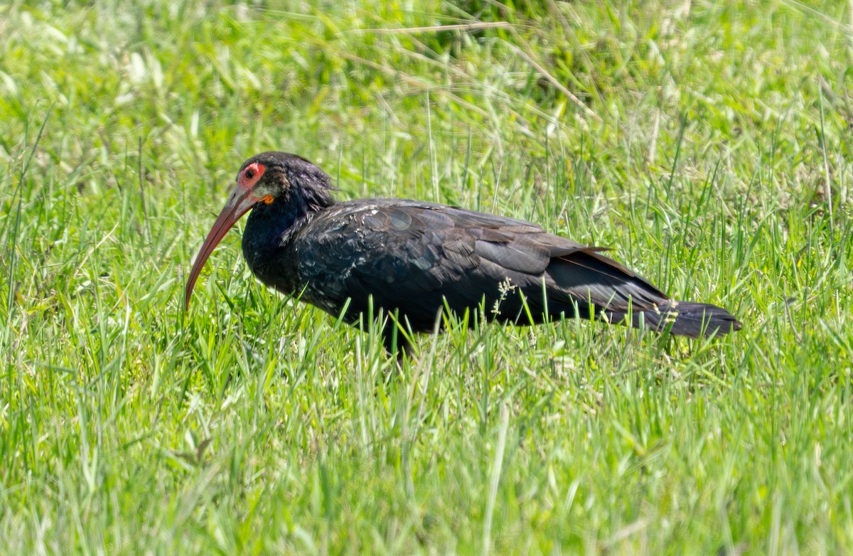 Sharp-tailed Ibis - ML638289847