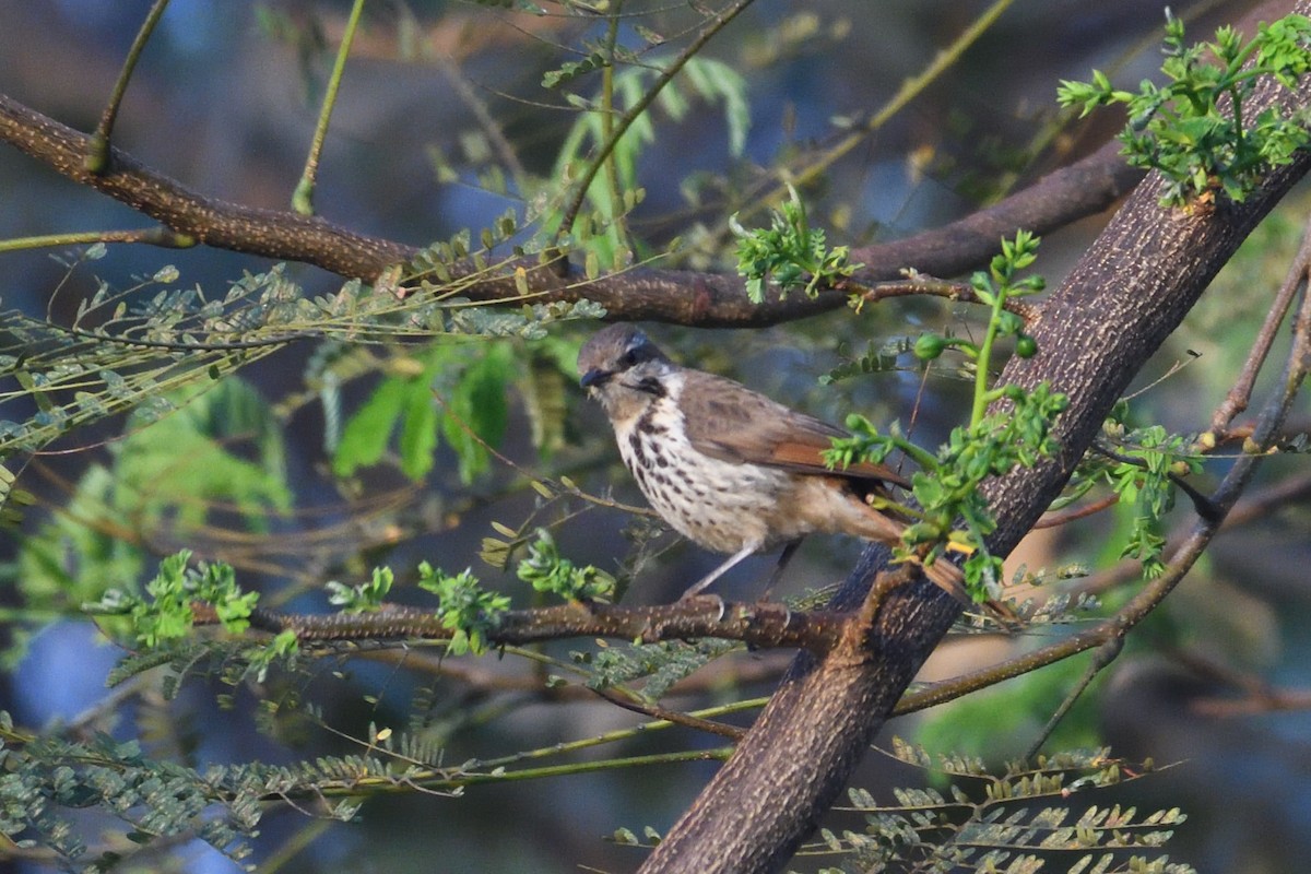 Spotted Morning-Thrush - ML638289851