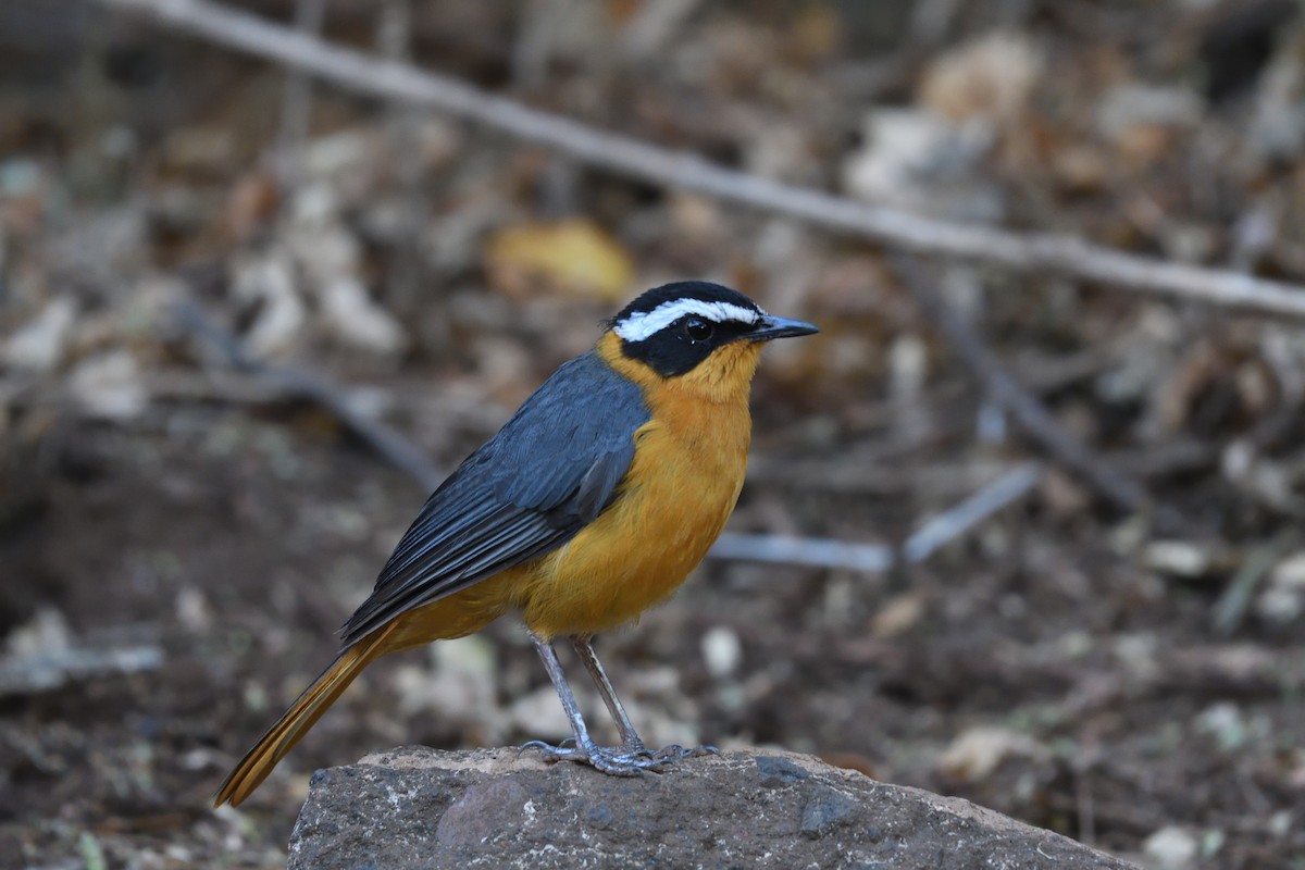 White-browed Robin-Chat - ML638289853