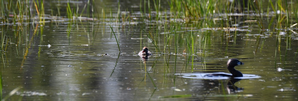 Pied-billed Grebe - ML638289857