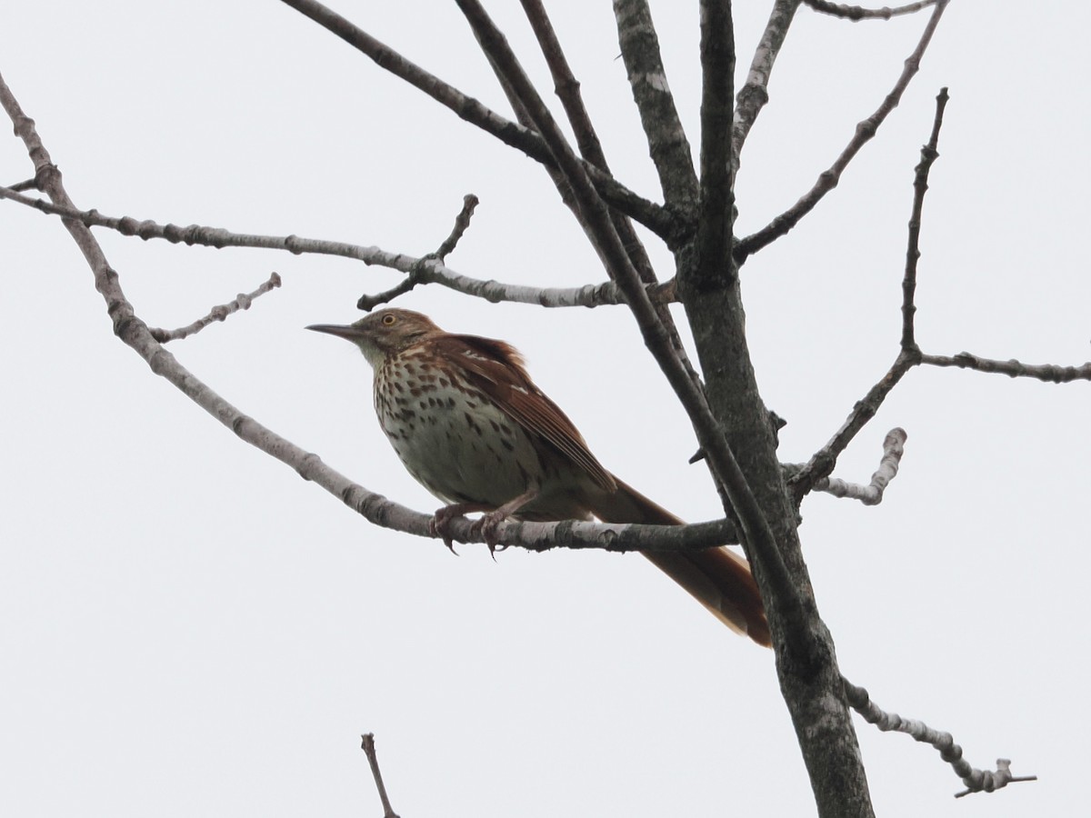 Brown Thrasher - ML638289858
