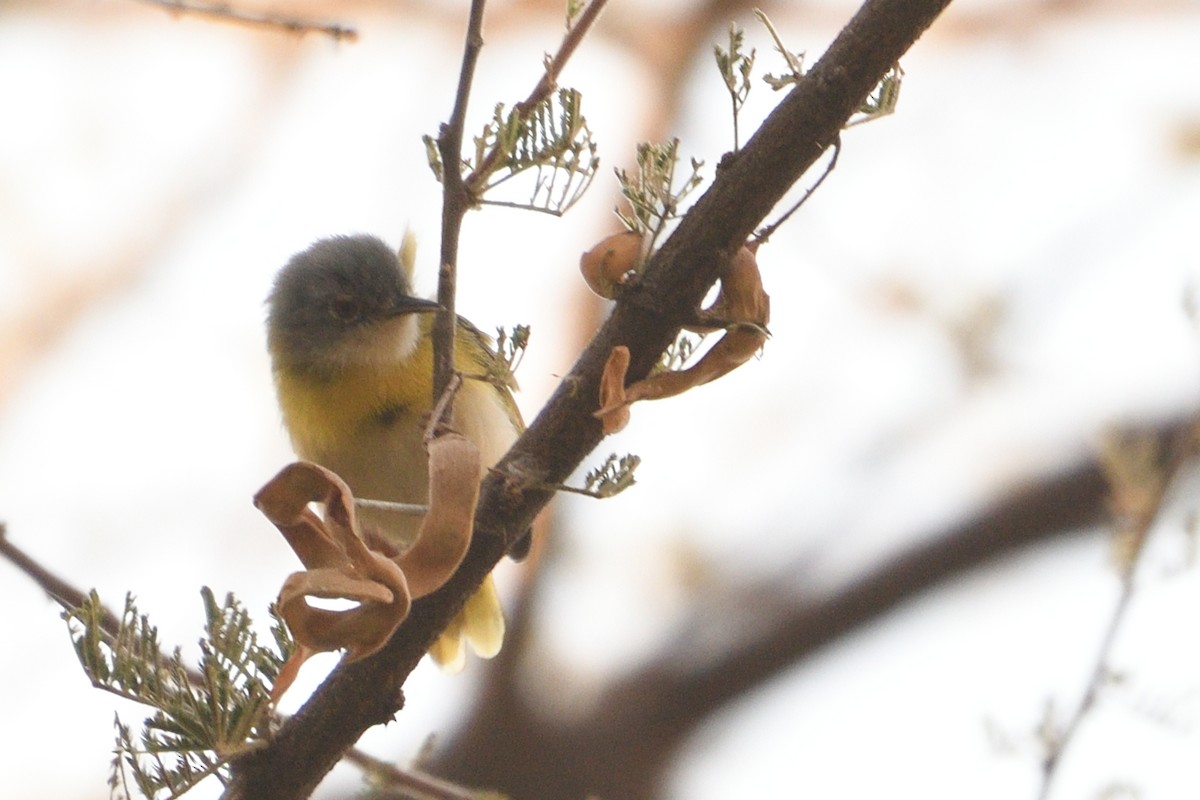 Yellow-breasted Apalis - ML638289862