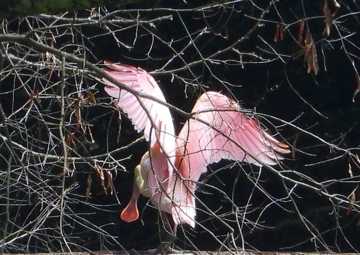 Roseate Spoonbill - ML638289866
