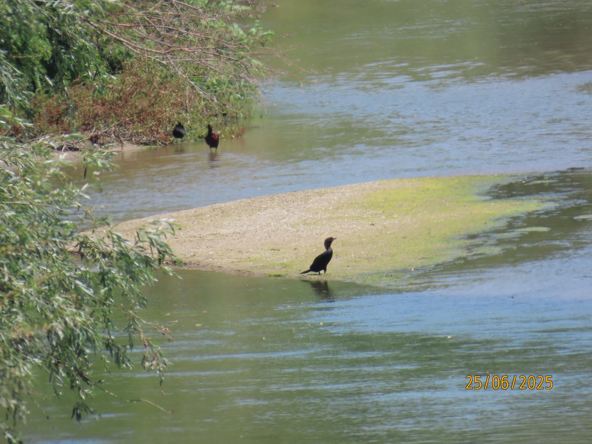 Pygmy Cormorant - ML638289872