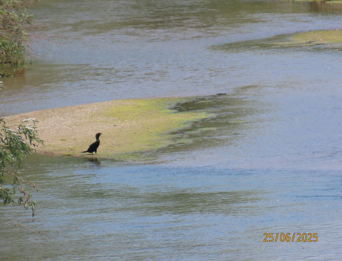 Pygmy Cormorant - ML638289873