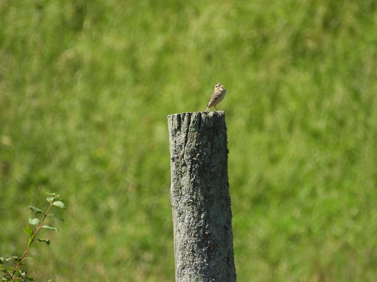 Grasshopper Sparrow - ML638289877
