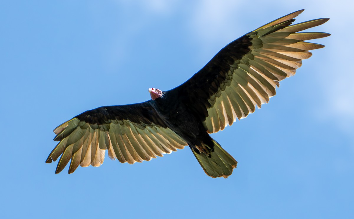 Turkey Vulture - ML638289881
