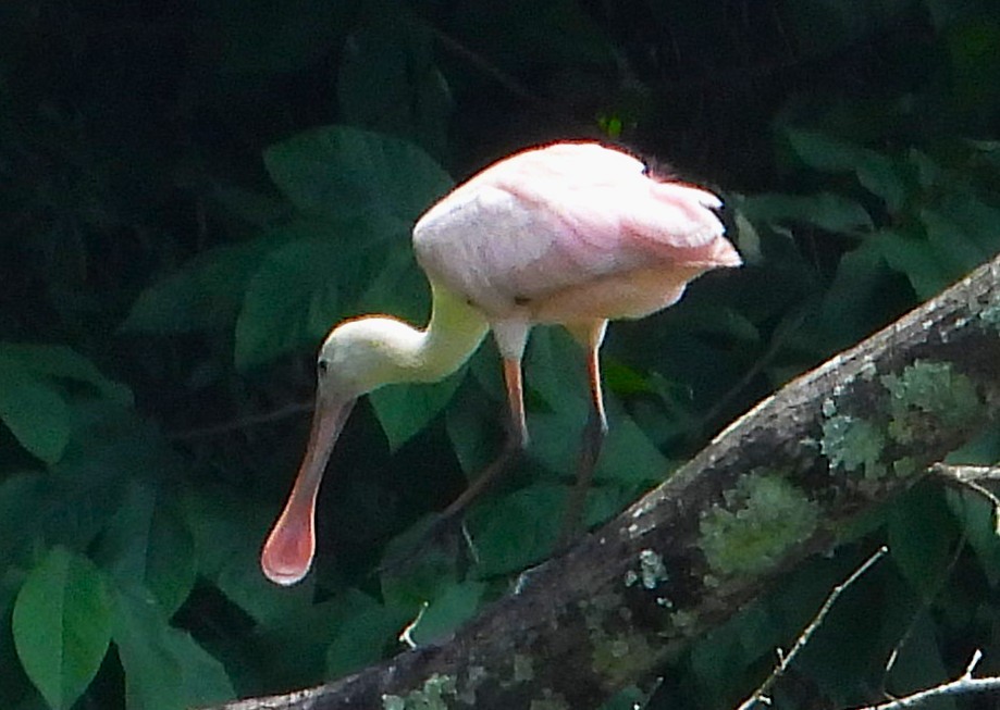 Roseate Spoonbill - ML638289882