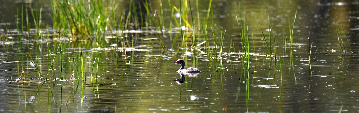 Pied-billed Grebe - ML638289883