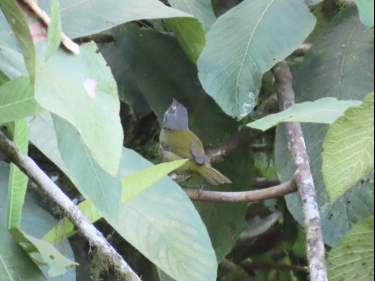 Dusky Chlorospingus - ML638289886