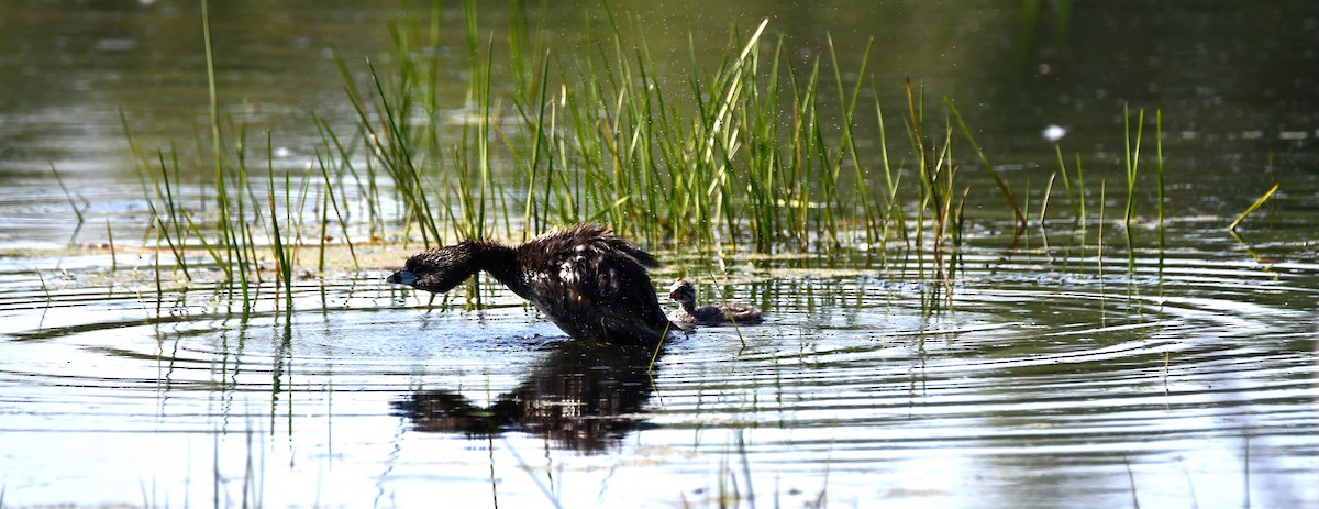 Pied-billed Grebe - ML638289888