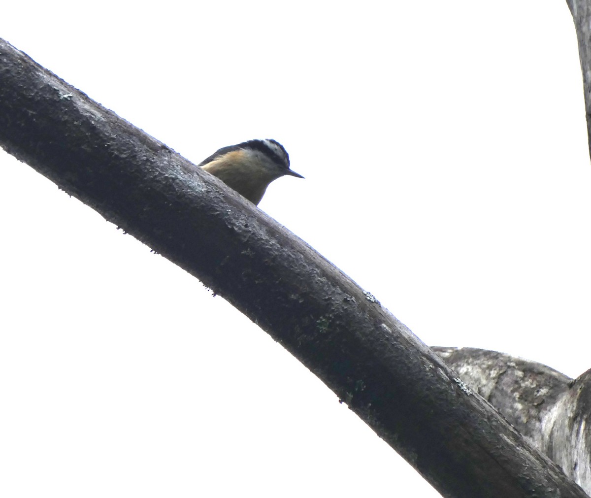 Red-breasted Nuthatch - ML638289891