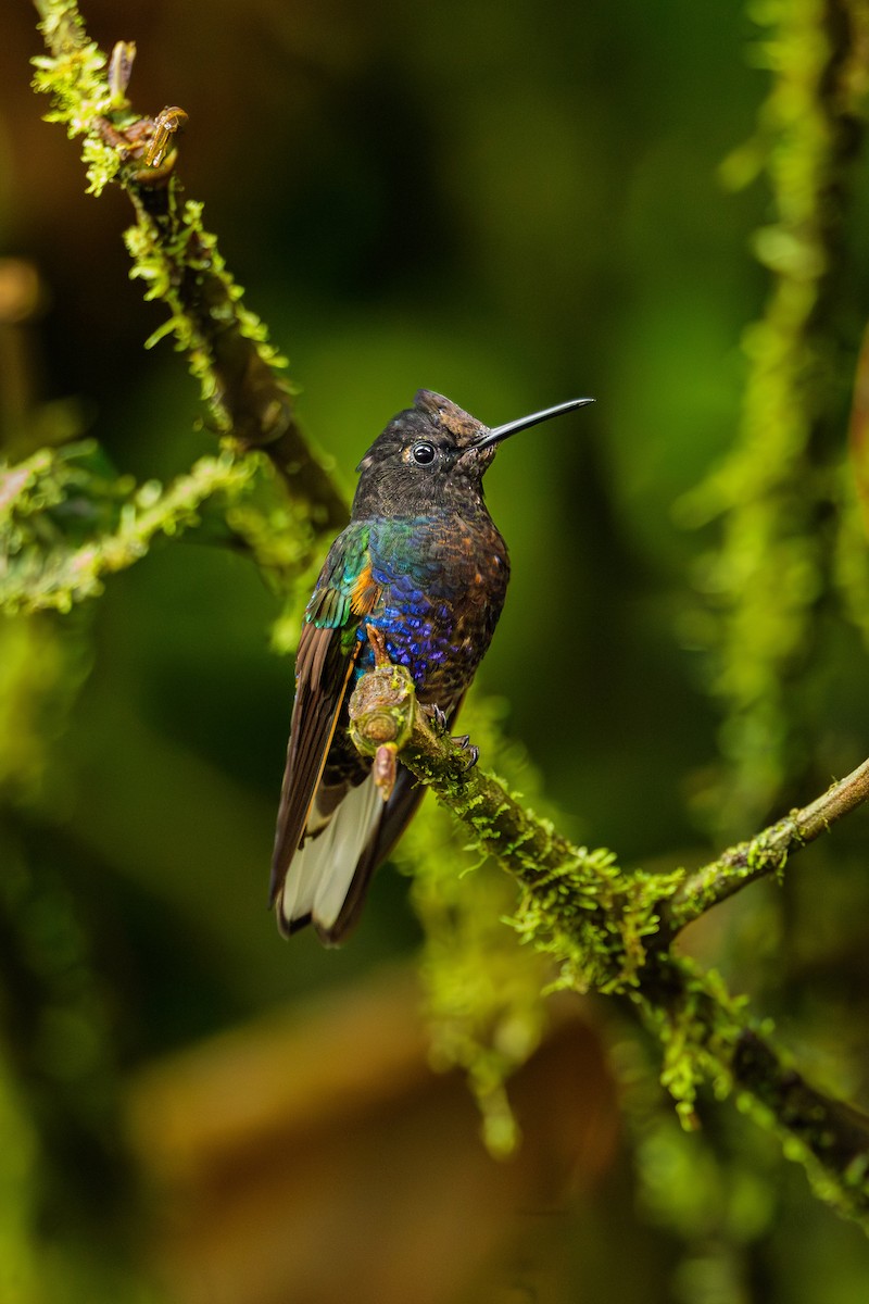 perlemorkolibri - ML638289900