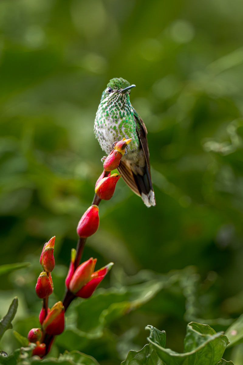 purpursmekkekolibri - ML638289907