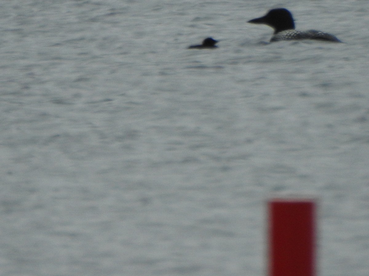 Common Loon - ML638289937