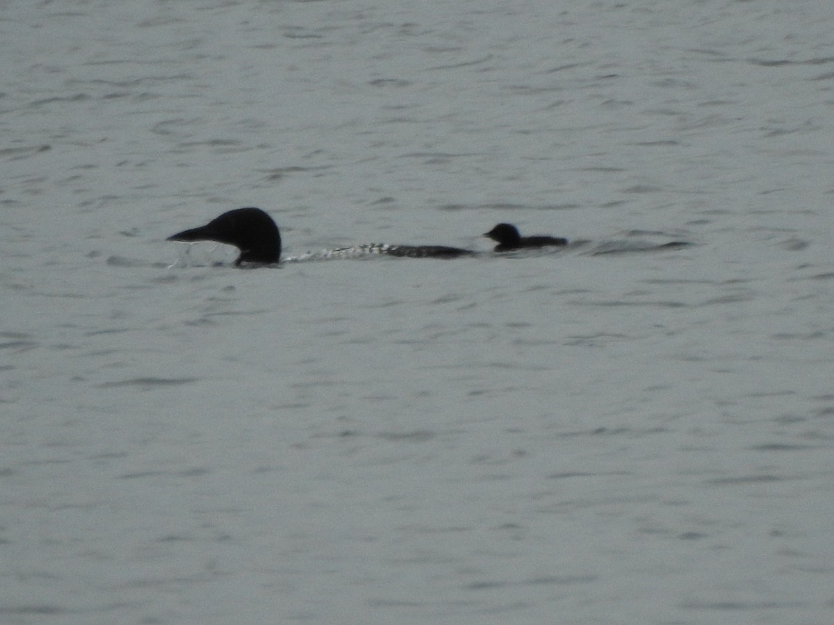 Common Loon - ML638289938