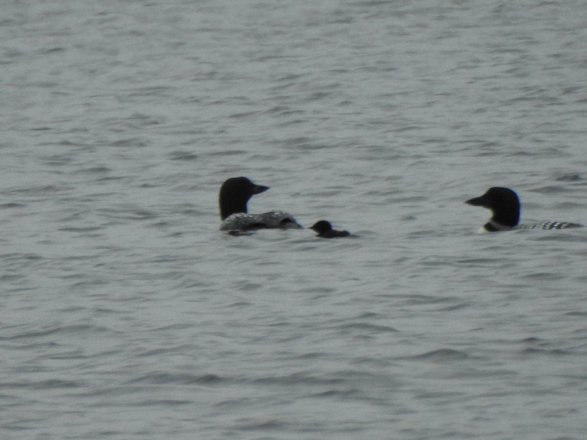 Common Loon - ML638289939