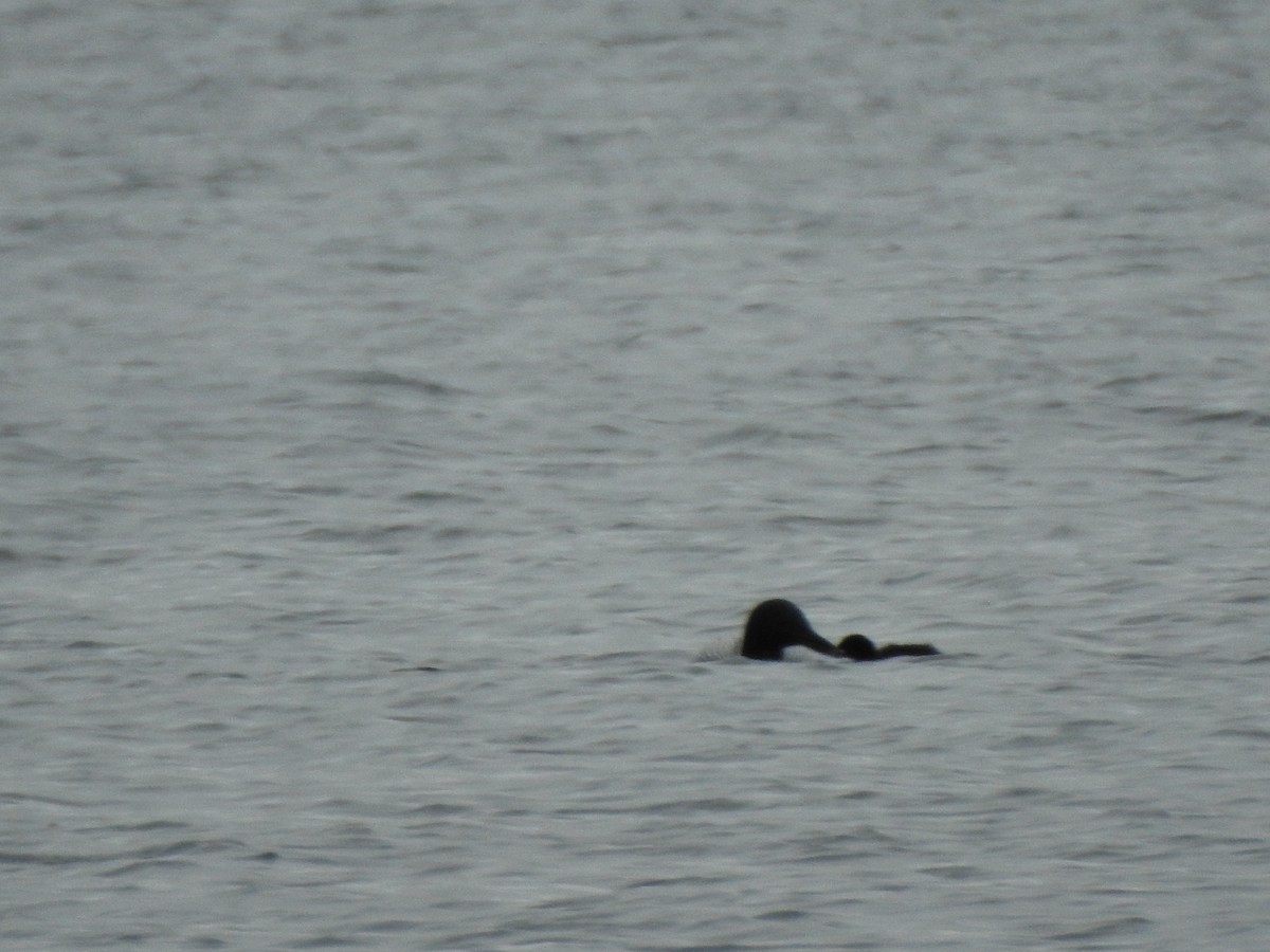 Common Loon - ML638289940