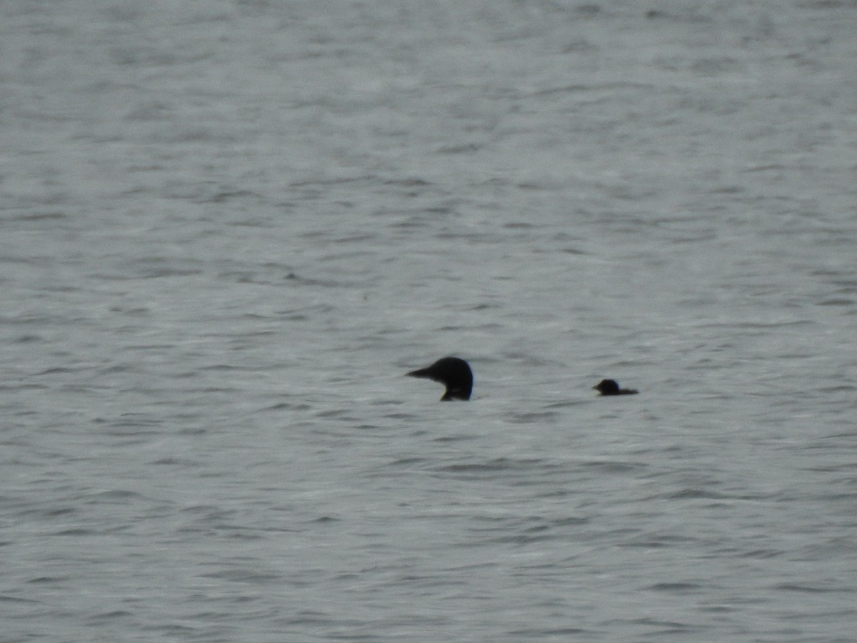 Common Loon - ML638289941