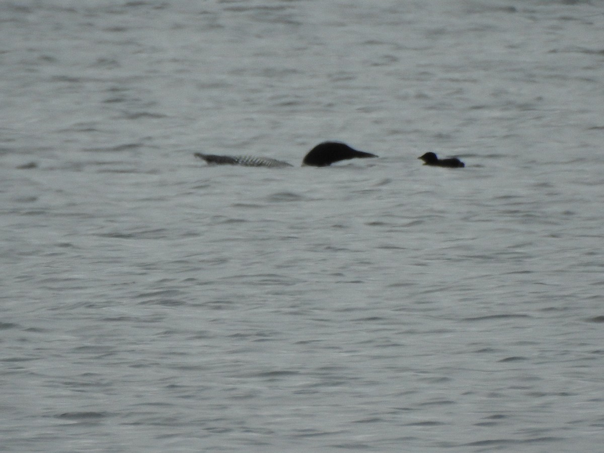 Common Loon - ML638289942