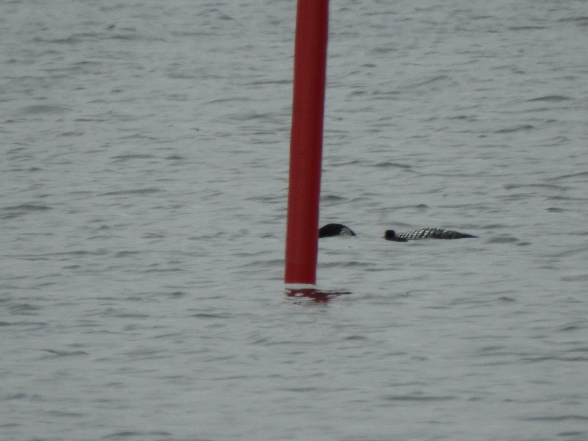 Common Loon - ML638289944