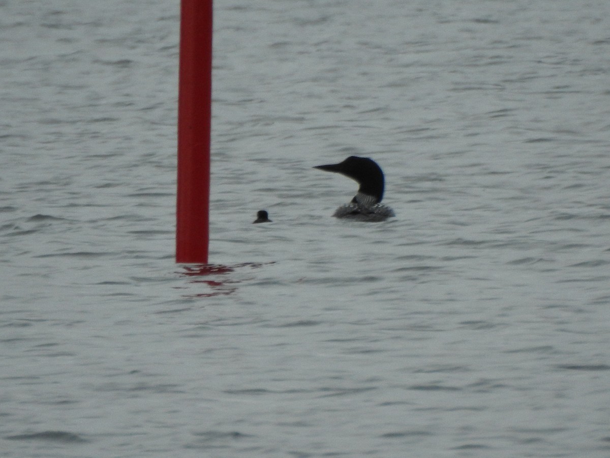 Common Loon - ML638289945