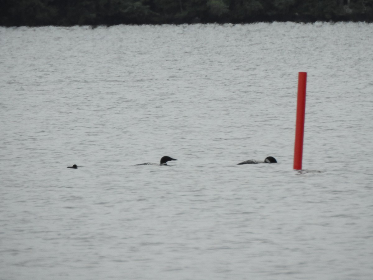 Common Loon - ML638289946