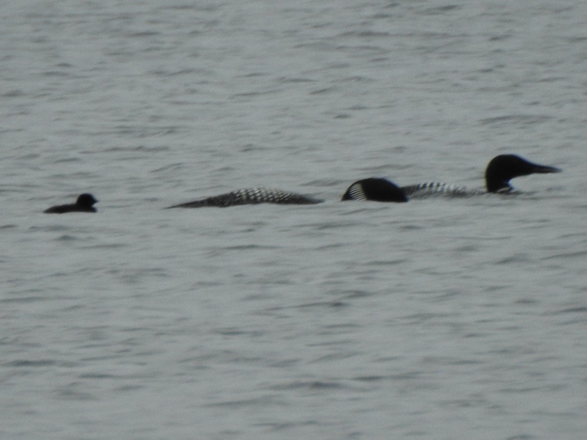 Common Loon - ML638289947