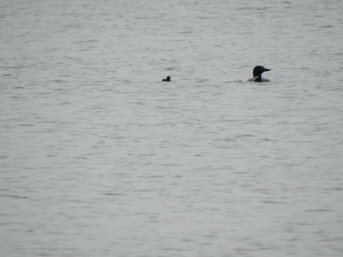 Common Loon - ML638289948