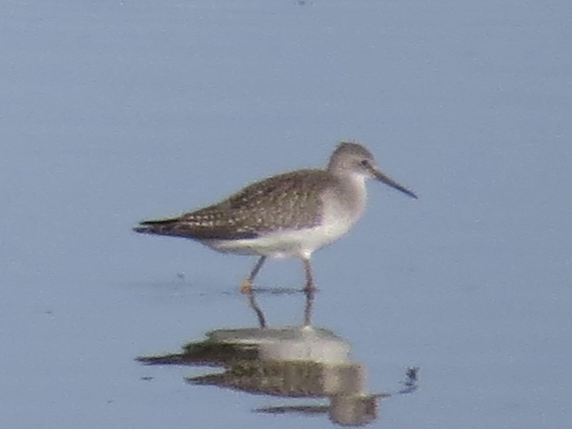 Lesser Yellowlegs - ML638289949