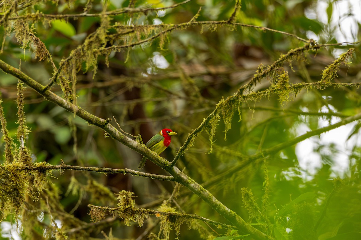 Red-headed Barbet - ML638289950