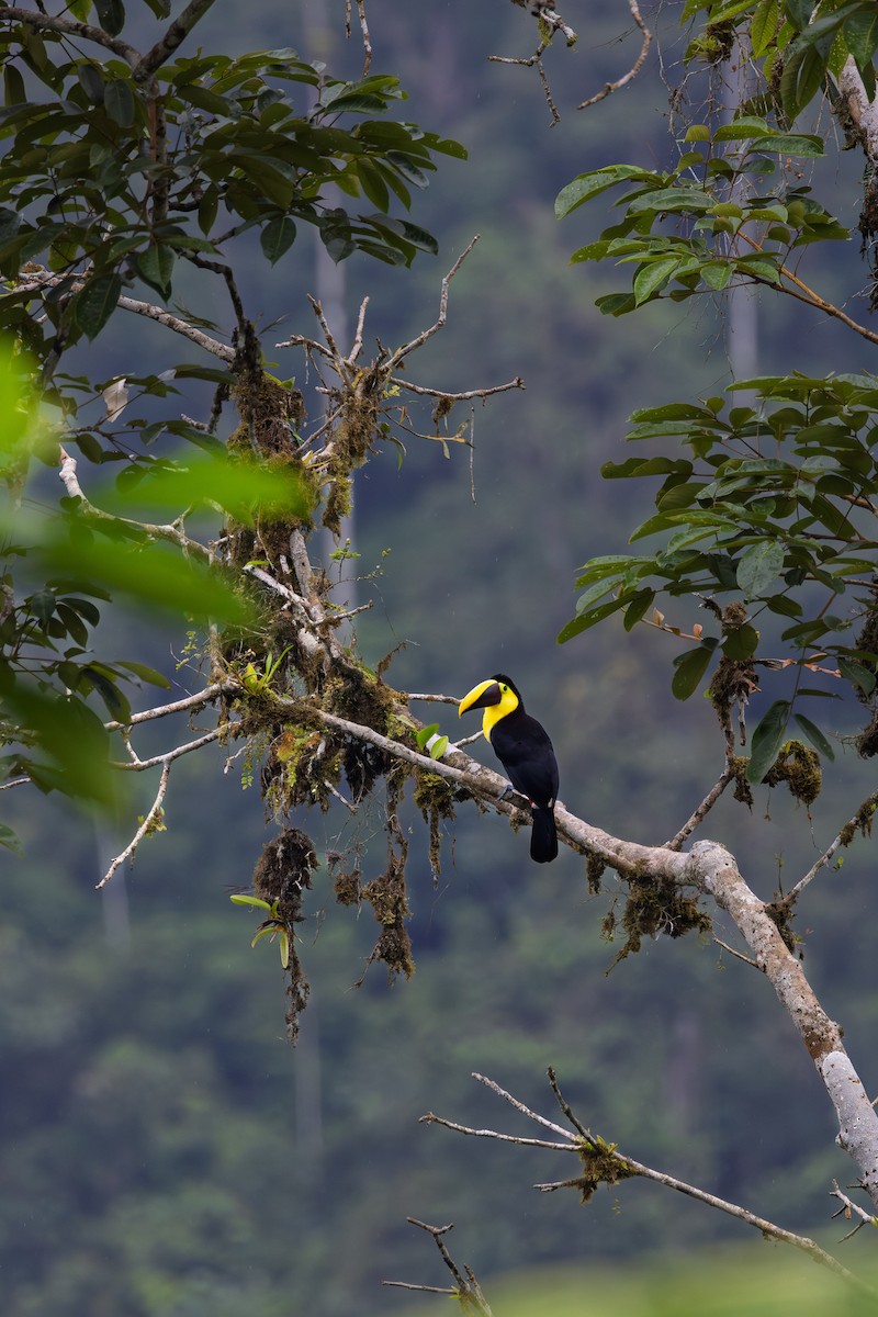 Choco Toucan - ML638289955