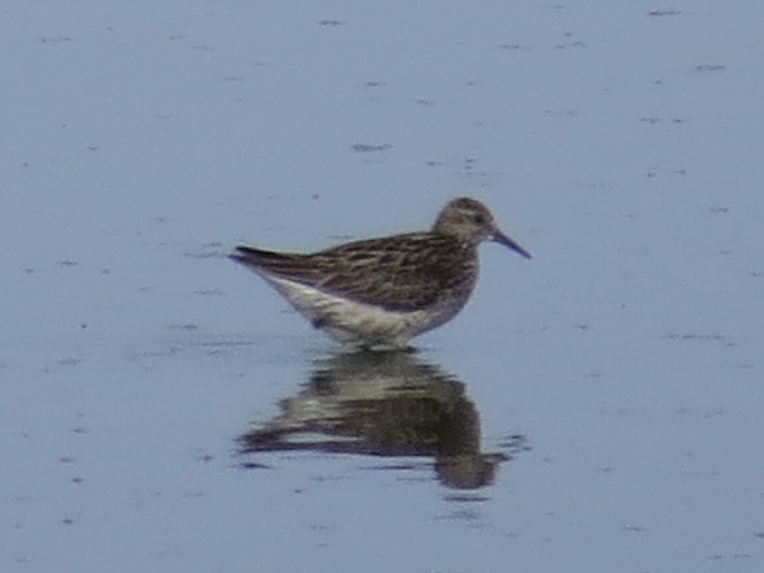 Sharp-tailed Sandpiper - ML638289959