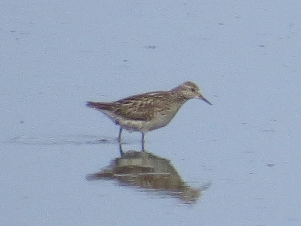 Sharp-tailed Sandpiper - ML638289960