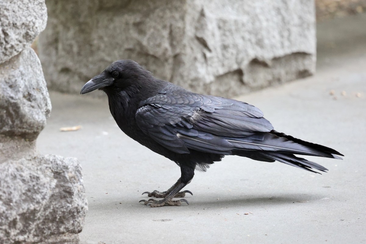 Common Raven - ML638289962